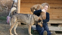 ROBERTA, Hund, Mischlingshund in Rumänien - Bild 5
