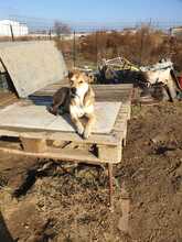 ROBERTA, Hund, Mischlingshund in Rumänien - Bild 7