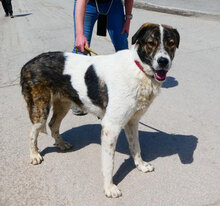 JULES, Hund, Mischlingshund in Bulgarien - Bild 1