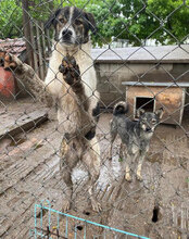 JULES, Hund, Mischlingshund in Bulgarien - Bild 10