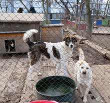 JULES, Hund, Mischlingshund in Bulgarien - Bild 12