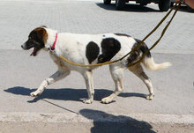 JULES, Hund, Mischlingshund in Bulgarien - Bild 4