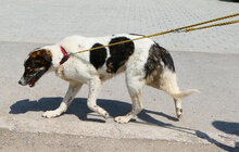 JULES, Hund, Mischlingshund in Bulgarien - Bild 5