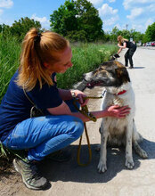 JULES, Hund, Mischlingshund in Bulgarien - Bild 6