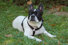COCOLINA, Hund, Französische Bulldogge in Lauf - Bild 8