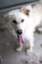 EMMY, Hund, Hannoverscher Schweißhund-Mix in Rumänien - Bild 1