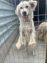 EMMY, Hund, Hannoverscher Schweißhund-Mix in Rumänien - Bild 10