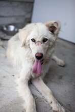 EMMY, Hund, Hannoverscher Schweißhund-Mix in Rumänien - Bild 11