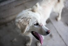 EMMY, Hund, Hannoverscher Schweißhund-Mix in Rumänien - Bild 12