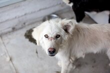 EMMY, Hund, Hannoverscher Schweißhund-Mix in Rumänien - Bild 2
