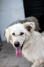 EMMY, Hund, Hannoverscher Schweißhund-Mix in Rumänien - Bild 3