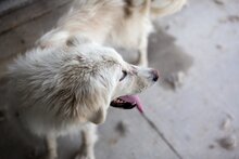 EMMY, Hund, Hannoverscher Schweißhund-Mix in Rumänien - Bild 4
