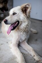 EMMY, Hund, Hannoverscher Schweißhund-Mix in Rumänien - Bild 6