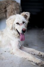 EMMY, Hund, Hannoverscher Schweißhund-Mix in Rumänien - Bild 7