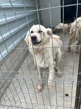 EMMY, Hund, Hannoverscher Schweißhund-Mix in Rumänien - Bild 8