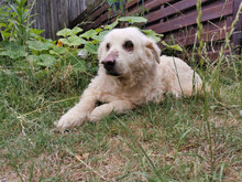 PAOLEDDU, Hund, Maremma Abruzzenhund-Mix in Rottenburg - Bild 1
