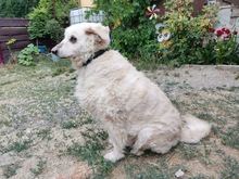 PAOLEDDU, Hund, Maremma Abruzzenhund-Mix in Rottenburg - Bild 6