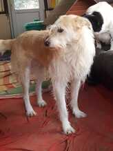 ZOTTEL, Hund, Mischlingshund in Bissendorf - Bild 1