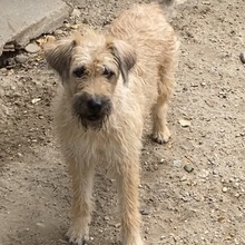 ATINA, Hund, Mischlingshund in Ungarn - Bild 1