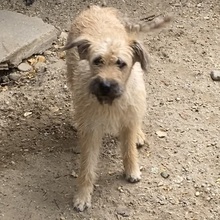 ATINA, Hund, Mischlingshund in Ungarn - Bild 2