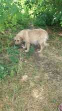 ATINA, Hund, Mischlingshund in Ungarn - Bild 7