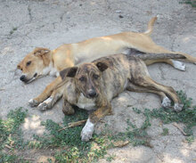TIGRA, Hund, Mischlingshund in Bulgarien - Bild 10