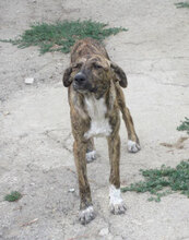 TIGRA, Hund, Mischlingshund in Bulgarien - Bild 3