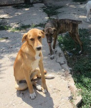 TIGRA, Hund, Mischlingshund in Bulgarien - Bild 5
