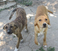 TIGRA, Hund, Mischlingshund in Bulgarien - Bild 8