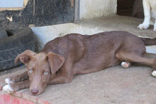 TAINA, Hund, Mischlingshund in Bulgarien - Bild 5