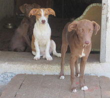 TAINA, Hund, Mischlingshund in Bulgarien - Bild 6