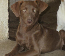 TISSA, Hund, Mischlingshund in Bulgarien - Bild 1