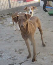TISSA, Hund, Mischlingshund in Bulgarien - Bild 11