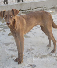 TISSA, Hund, Mischlingshund in Bulgarien - Bild 12