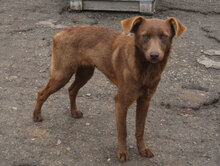 TISSA, Hund, Mischlingshund in Bulgarien - Bild 13