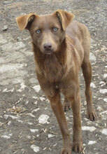 TISSA, Hund, Mischlingshund in Bulgarien - Bild 14