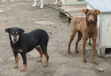 TISSA, Hund, Mischlingshund in Bulgarien - Bild 15
