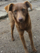 TISSA, Hund, Mischlingshund in Bulgarien - Bild 16