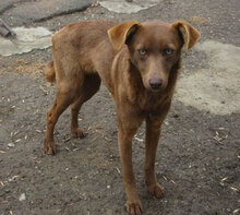 TISSA, Hund, Mischlingshund in Bulgarien - Bild 17