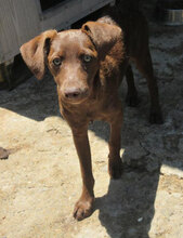 TISSA, Hund, Mischlingshund in Bulgarien - Bild 6
