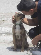 GIORDANA, Hund, Mischlingshund in Bulgarien - Bild 1