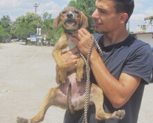 GIORDANA, Hund, Mischlingshund in Bulgarien - Bild 10