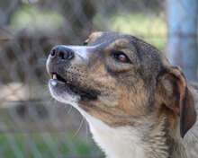 GIORDANA, Hund, Mischlingshund in Bulgarien - Bild 11