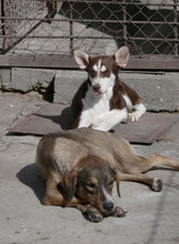GIORDANA, Hund, Mischlingshund in Bulgarien - Bild 13