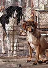 GIORDANA, Hund, Mischlingshund in Bulgarien - Bild 14