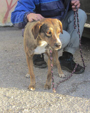 GIORDANA, Hund, Mischlingshund in Bulgarien - Bild 15