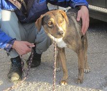 GIORDANA, Hund, Mischlingshund in Bulgarien - Bild 17