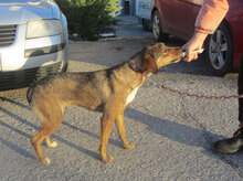 GIORDANA, Hund, Mischlingshund in Bulgarien - Bild 18