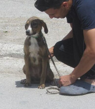GIORDANA, Hund, Mischlingshund in Bulgarien - Bild 2
