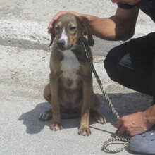 GIORDANA, Hund, Mischlingshund in Bulgarien - Bild 3